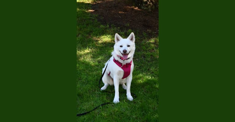 Pearl, a Japanese or Korean Village Dog and Jindo mix tested with EmbarkVet.com