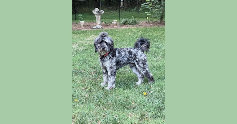 Photo of Phantom, a Goldendoodle  in Statesville, NC, USA