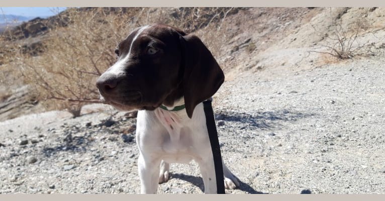 Nacho, a German Shorthaired Pointer tested with EmbarkVet.com
