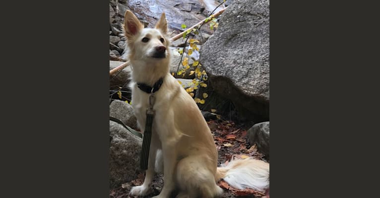 Hugo, a Formosan Mountain Dog tested with EmbarkVet.com
