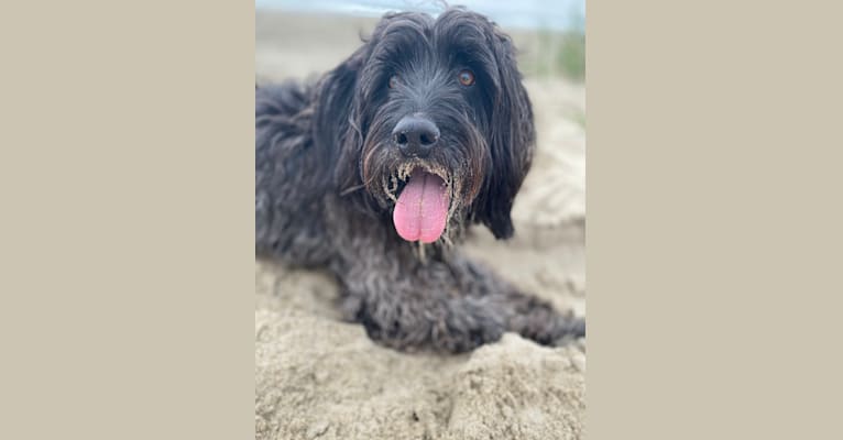 Photo of Radar, a Cocker Spaniel, American English Coonhound, and Poodle (Small) mix in California, USA