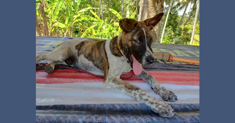 Bodhi, a Southeast Asian Village Dog tested with EmbarkVet.com