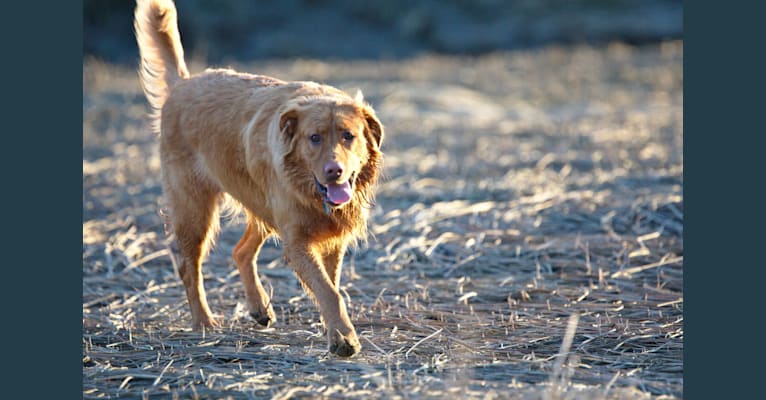 Photo of Milo, a Labrador Retriever, German Shepherd Dog, and Mixed mix in Klawock, Alaska, USA
