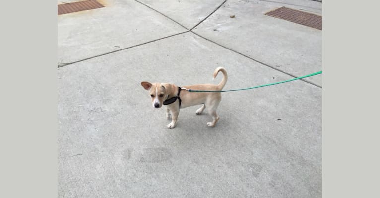 Photo of Banana, a Chihuahua, Poodle (Small), Boston Terrier, and Mixed mix in Tennessee, USA