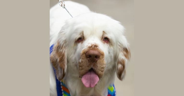 Photo of CH Grand Cabin's Kiss The Girl, a Clumber Spaniel  in Homerville, OH, USA