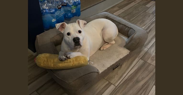 Photo of Fetty, an American Pit Bull Terrier, American Staffordshire Terrier, and Mixed mix in Richmond, Virginia, USA
