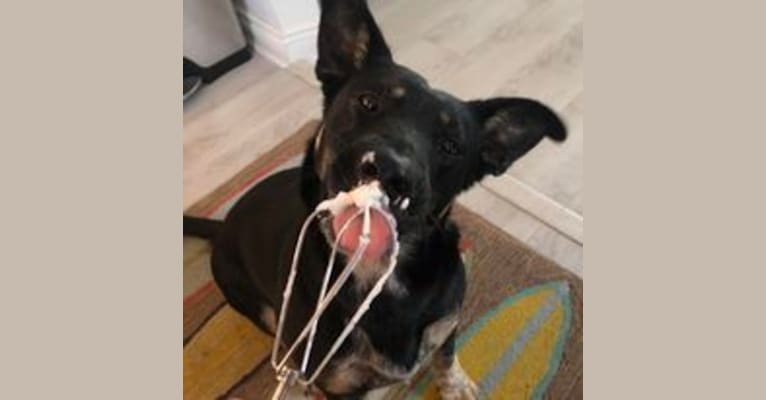 Noosa, an Australian Cattle Dog and German Shepherd Dog mix tested with EmbarkVet.com