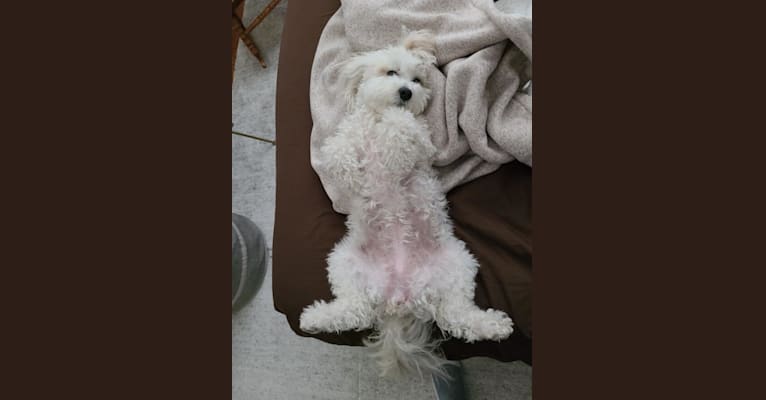 Photo of Bella, a Poodle (Small), Maltese, Shih Tzu, and Chihuahua mix in Houston, Texas, USA