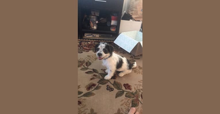 Oliver, a Shih Tzu and Chihuahua mix tested with EmbarkVet.com