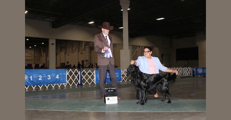 Ledger, a Flat-Coated Retriever tested with EmbarkVet.com
