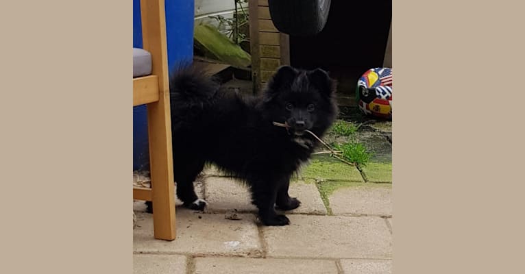 Kira, a Pomeranian and German Spitz mix tested with EmbarkVet.com