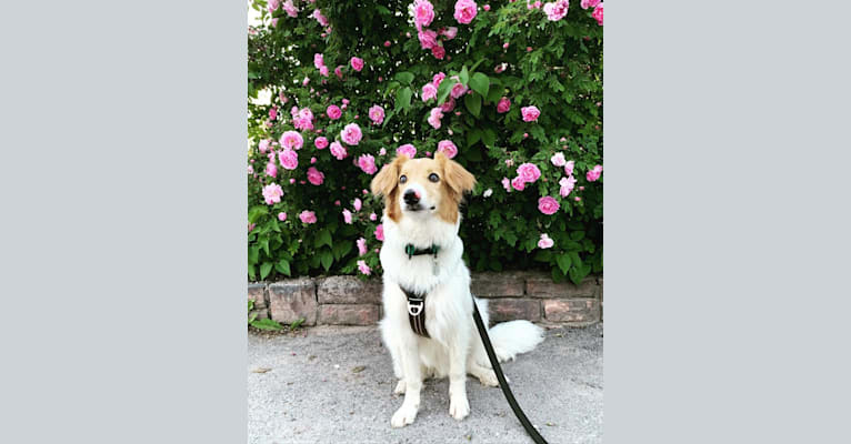 Photo of Hjalmar, a Border Collie, Russell-type Terrier, and Collie mix in null