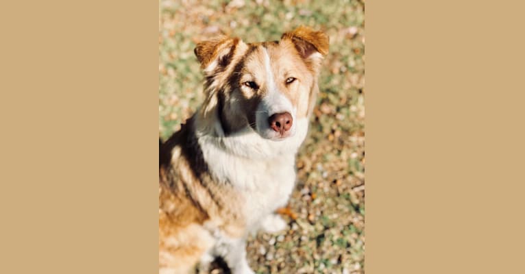 Dakota, an Australian Shepherd and American Pit Bull Terrier mix tested with EmbarkVet.com