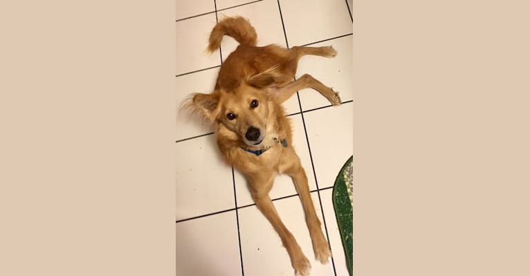 Jasper, an Indian Indigenous Dog tested with EmbarkVet.com