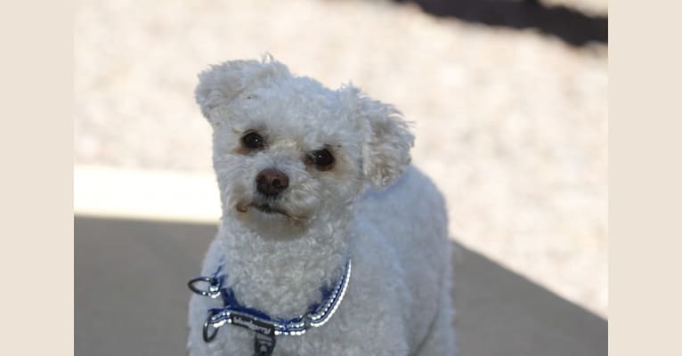Baxter, a Poodle (Small) and Chihuahua mix tested with EmbarkVet.com
