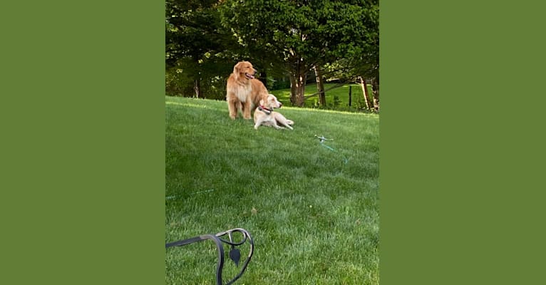 Photo of Phoebe, a Labrador Retriever, American Pit Bull Terrier, and Australian Shepherd mix in Arkansas, USA