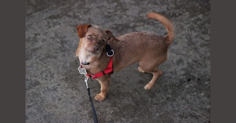 Mochi, a Miniature Pinscher and Poodle (Small) mix tested with EmbarkVet.com