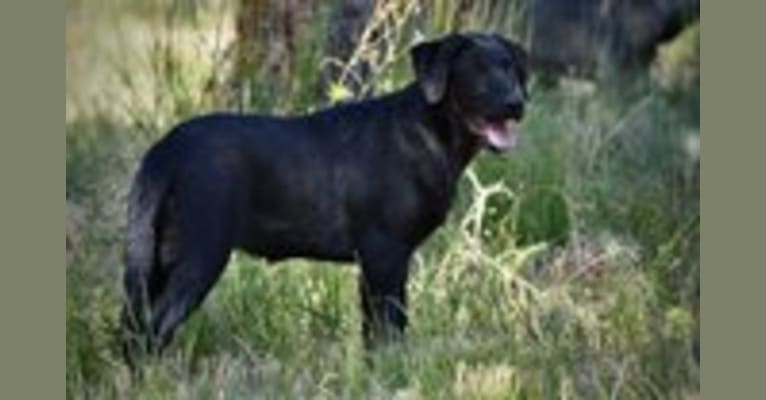Opal, a German Shepherd Dog and Labrador Retriever mix tested with EmbarkVet.com