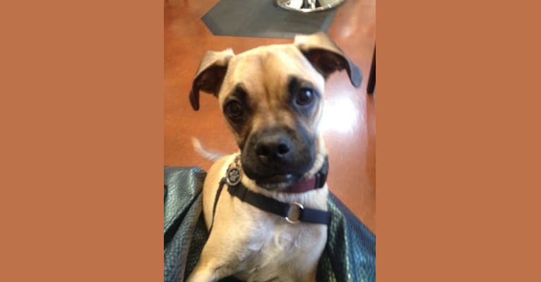 Photo of Obelius, a Pug and Chihuahua mix in Atwater, CA, USA