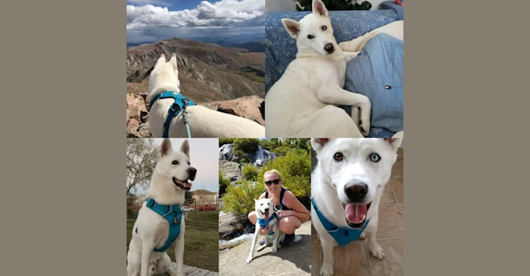 Tahoe, a Siberian Husky and German Shepherd Dog mix tested with EmbarkVet.com