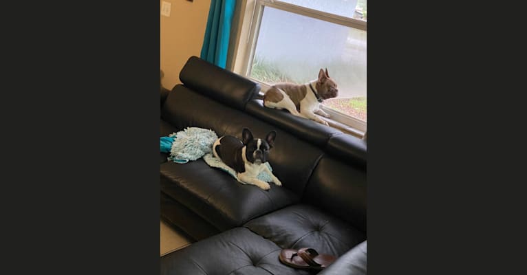 Winston, a French Bulldog tested with EmbarkVet.com