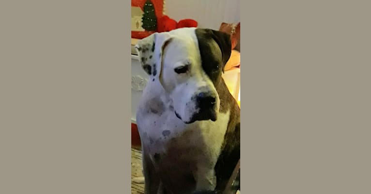 cayden, an American Pit Bull Terrier and American Bulldog mix tested with EmbarkVet.com