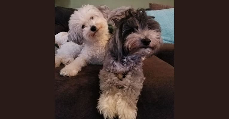 Arie, a Maltese and Poodle (Small) mix tested with EmbarkVet.com