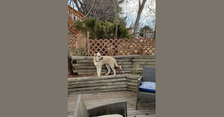 Wyatt "Murderbot" Wolf-Hauser, a Great Pyrenees and Anatolian Shepherd Dog mix tested with EmbarkVet.com
