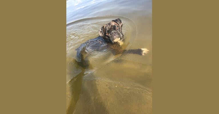 Murray, a Boxer tested with EmbarkVet.com