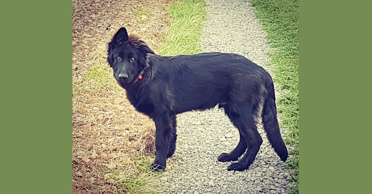 Jaromir, a German Shepherd Dog tested with EmbarkVet.com