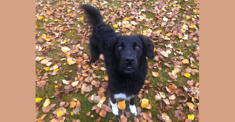 Aloe Vera, a Rottweiler and Border Collie mix tested with EmbarkVet.com