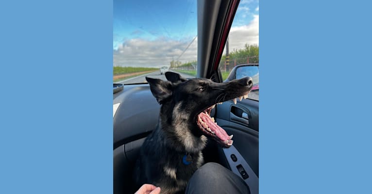 Pyro, a German Shepherd Dog (6.9% unresolved) tested with EmbarkVet.com