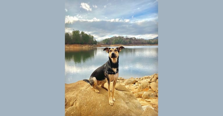 Photo of Ripley, a German Shepherd Dog, Great Pyrenees, Norwegian Elkhound, and American Leopard Hound mix in Kentucky, USA