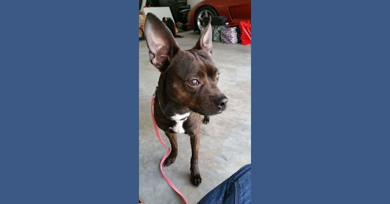 Boston terrier clearance pinscher mix