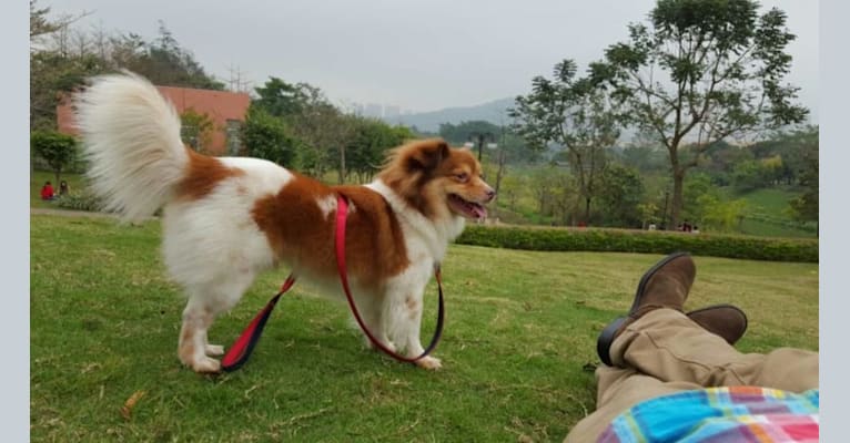 Lin Lin, an East Asian Village Dog and Pekingese mix tested with EmbarkVet.com