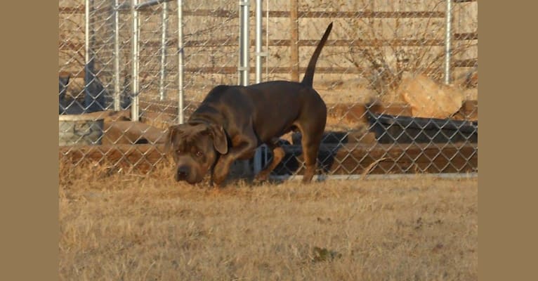 Kryptonite, an American Bully tested with EmbarkVet.com