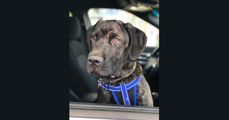 Artie, a Cane Corso tested with EmbarkVet.com