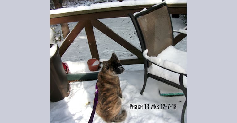 Photo of Peace, an Akita  in Westernport, MD, USA
