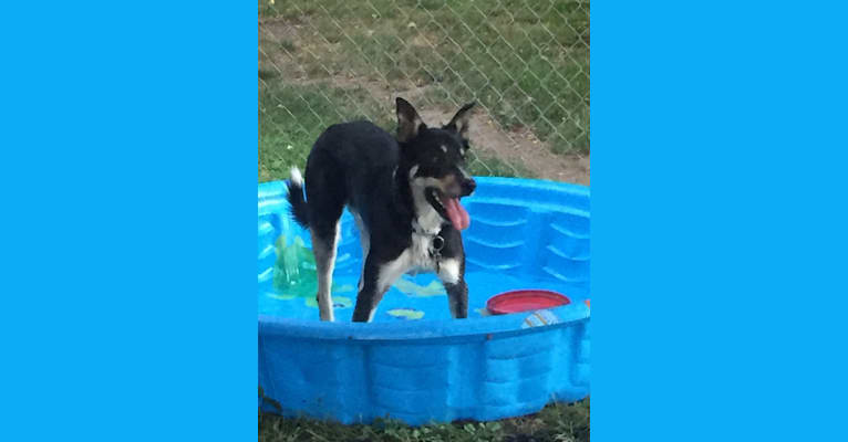 Ollie, a Border Collie tested with EmbarkVet.com