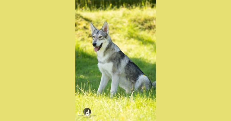 Khalibisnya Maginwulf Ryuk, a Saarloos Wolfdog tested with EmbarkVet.com