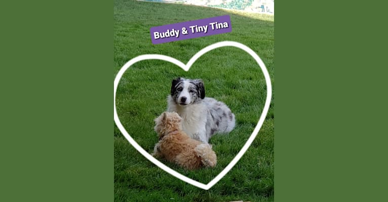 Tiny Tina, a Poodle (Small) and Chihuahua mix tested with EmbarkVet.com