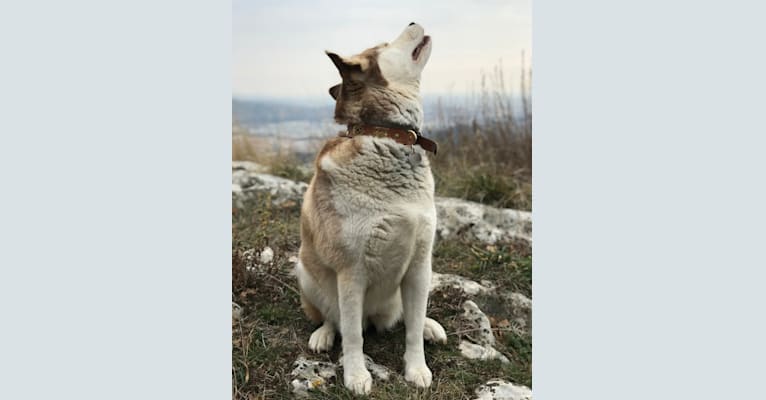 Photo of Milady, a Siberian Husky mix