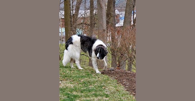 Isabel, a Pyrenean Mastiff tested with EmbarkVet.com