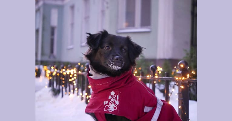 Lulu, an Eastern European Village Dog and Pekingese mix tested with EmbarkVet.com