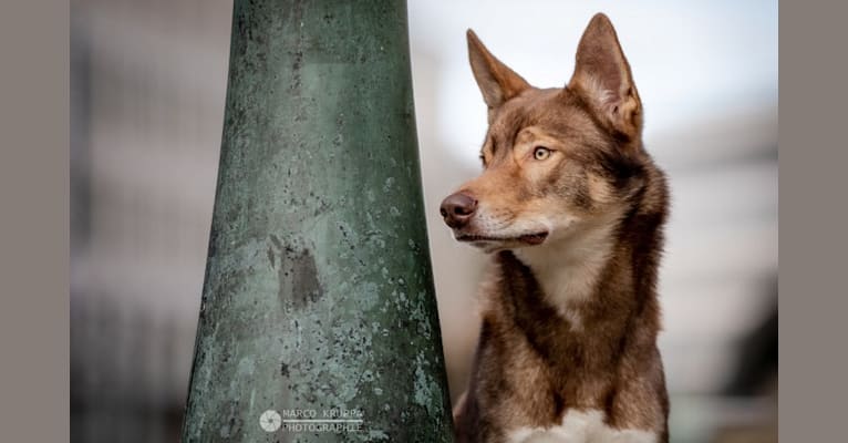 Vincent, a German Shepherd Dog and Siberian Husky mix tested with EmbarkVet.com