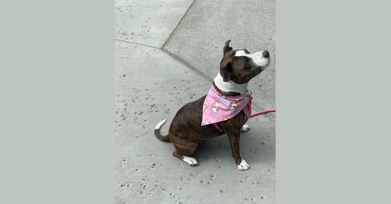 Zena, a Staffordshire Bull Terrier tested with EmbarkVet.com