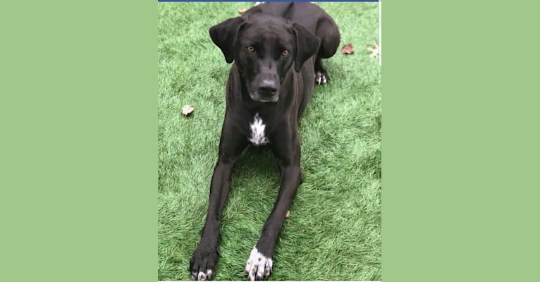 Embark Dog DNA Test Breed