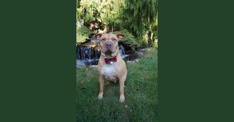 Photo of Oscar, an American Pit Bull Terrier and Mixed mix