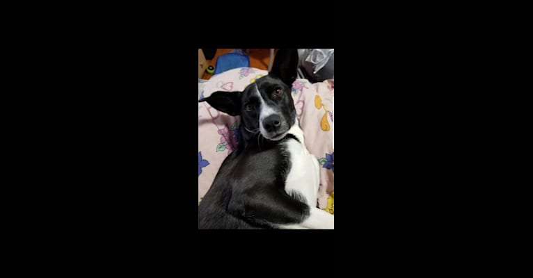 Photo of Jaci, a Rat Terrier, Collie, Boston Terrier, Australian Cattle Dog, and Mixed mix in Tennessee, USA