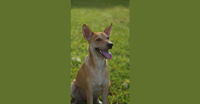 Lulu, a Hong Kong Village Dog tested with EmbarkVet.com